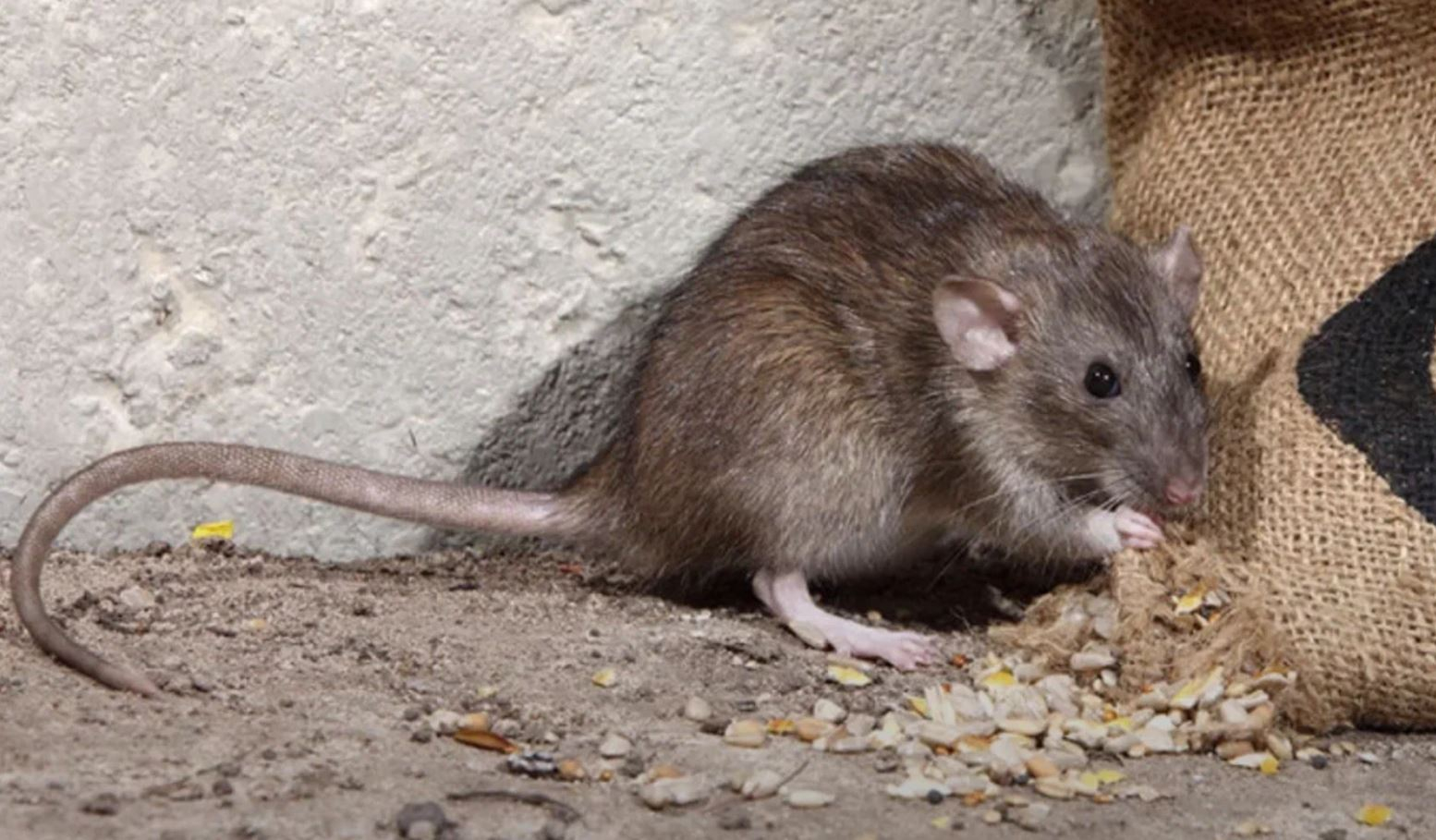 фото: Профессиональная дератизация в Загорянском: <br/>+7-909-173-42-96