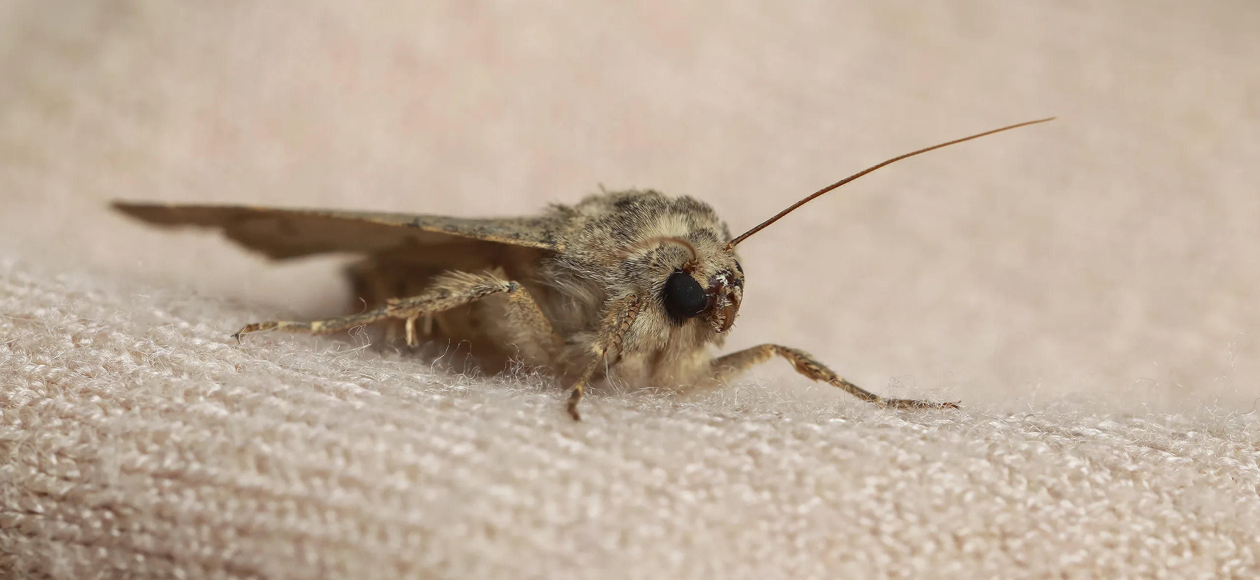 фото: Профессиональная обработка от моли в Загорянском: <br/>+7-909-173-42-96